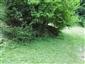 jašterica bystrá (13.6.2013)
